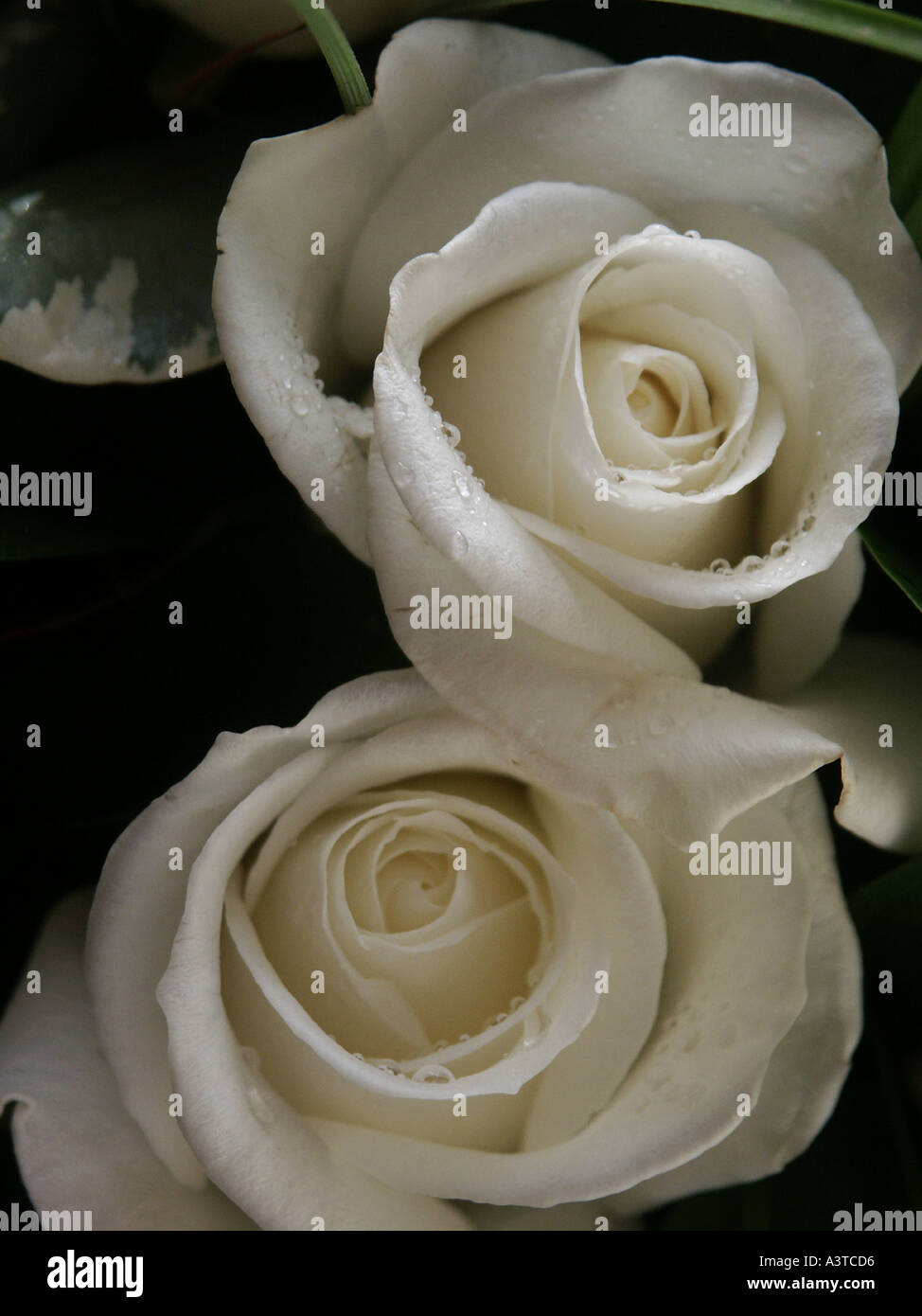 Roses blanches Banque D'Images