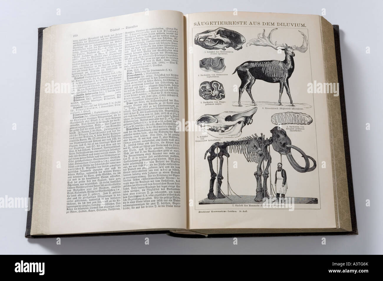 Photo de mammifères de l'ère glaciaire, encyclopédie allemande à partir de 1904. Banque D'Images