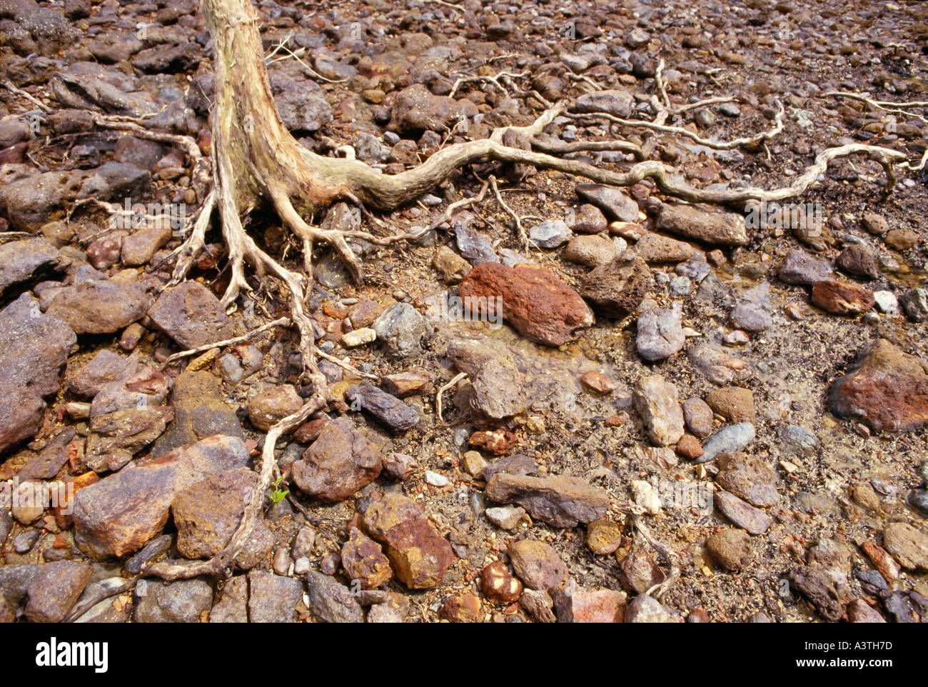 Racines de mangrove Banque D'Images