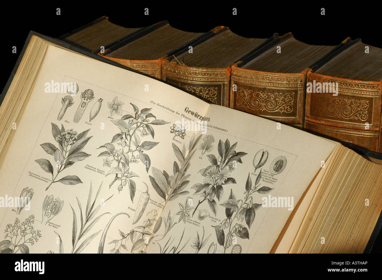 Des illustrations de plantes à épices dans une vieille encyclopédie canadienne Banque D'Images