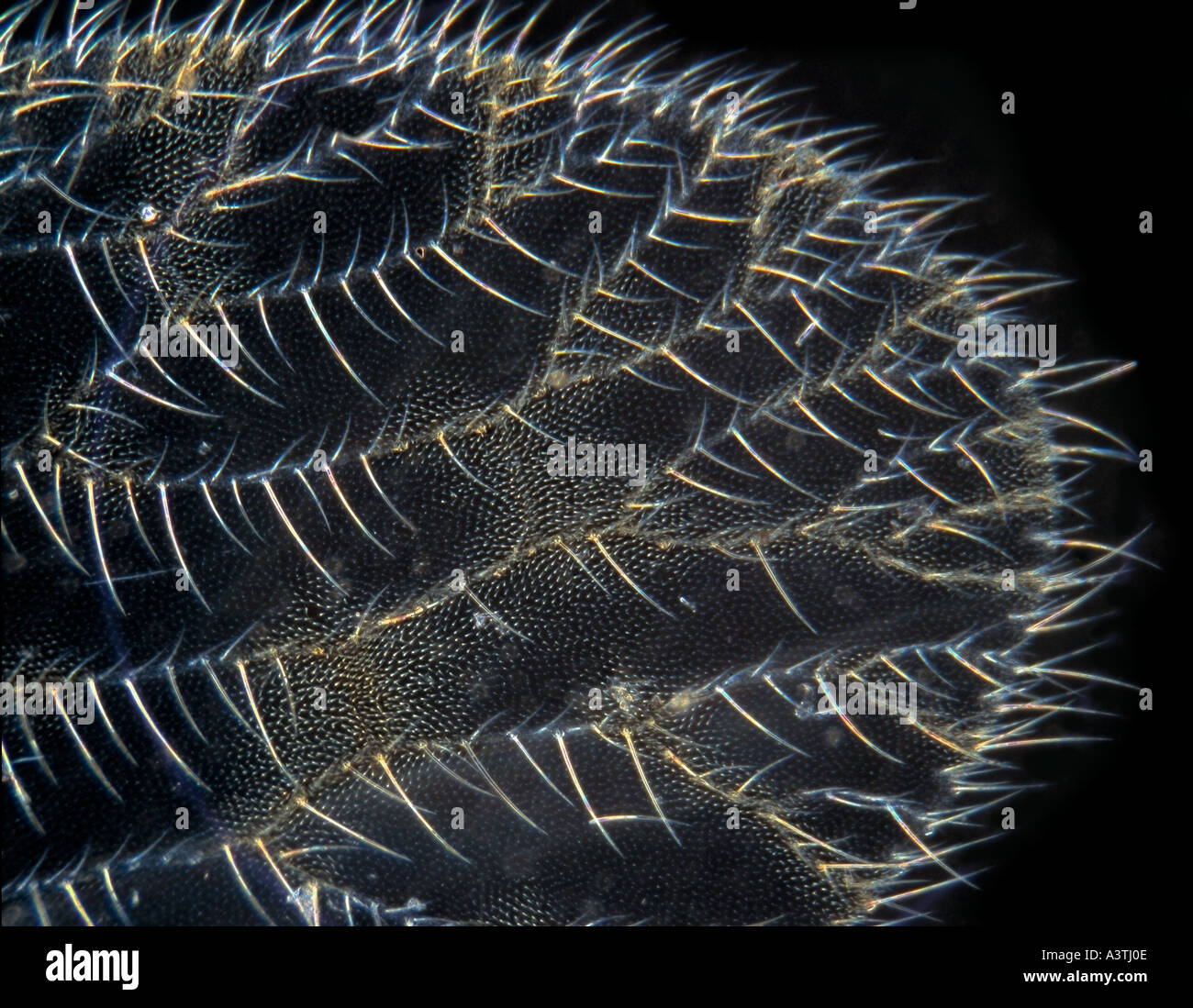Aile Insect Insect wing Banque de photographies et d’images à haute résolution - Alamy