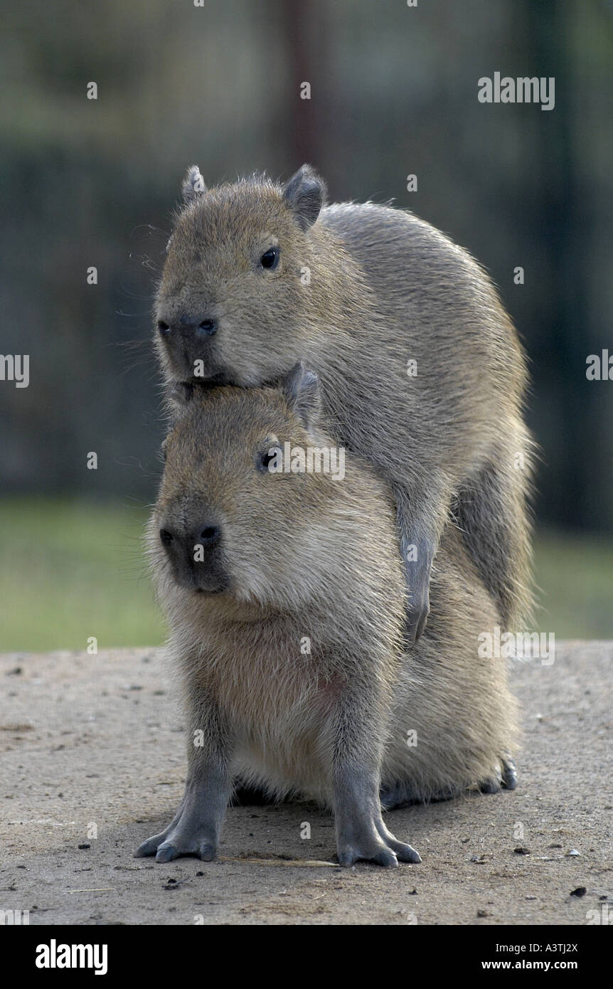 Capybara bébé ludique deux seulement quelques semaines au zoo Photo Stock -  Alamy