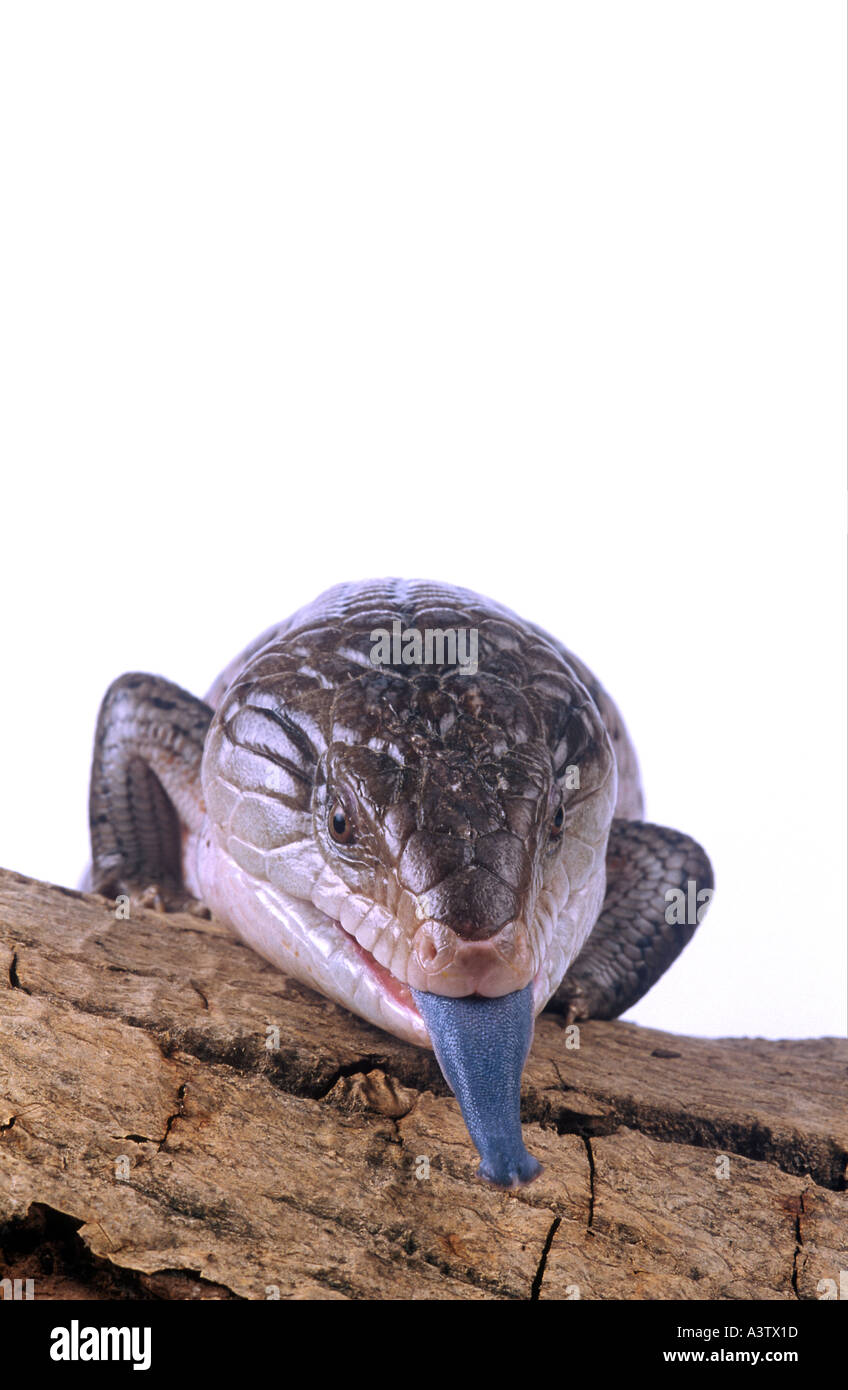 Tiliqua scincoides scinque bouveté bleu Australie Banque D'Images