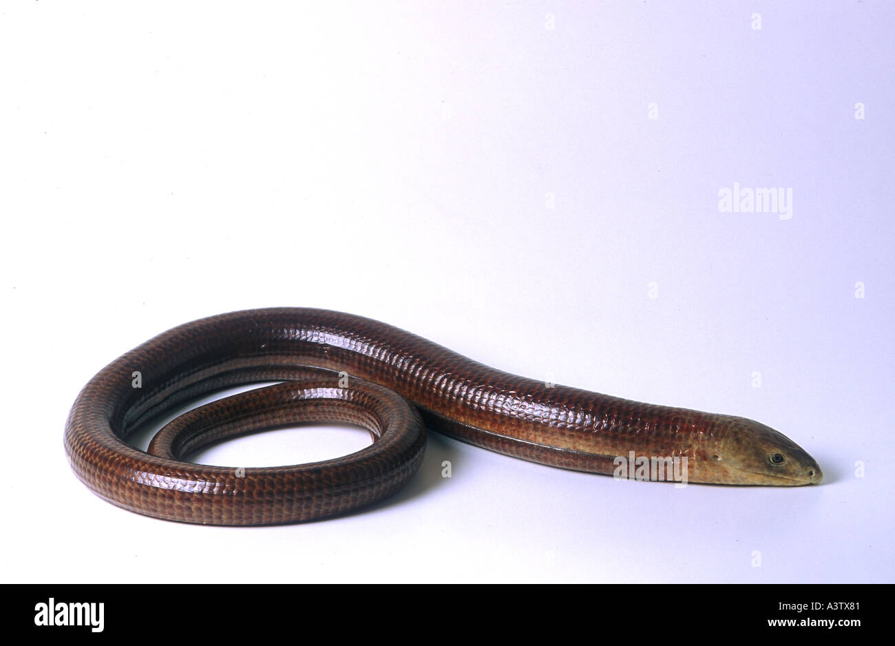 Serpent de verre Banque de photographies et d'images à haute résolution -  Alamy