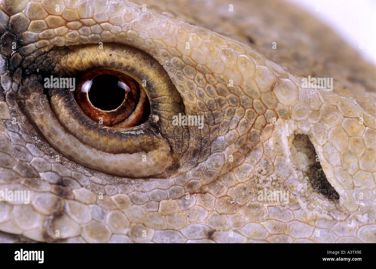 Oeil de Bosc varan Varanus exanthematicus savannah monitor ou Banque D'Images