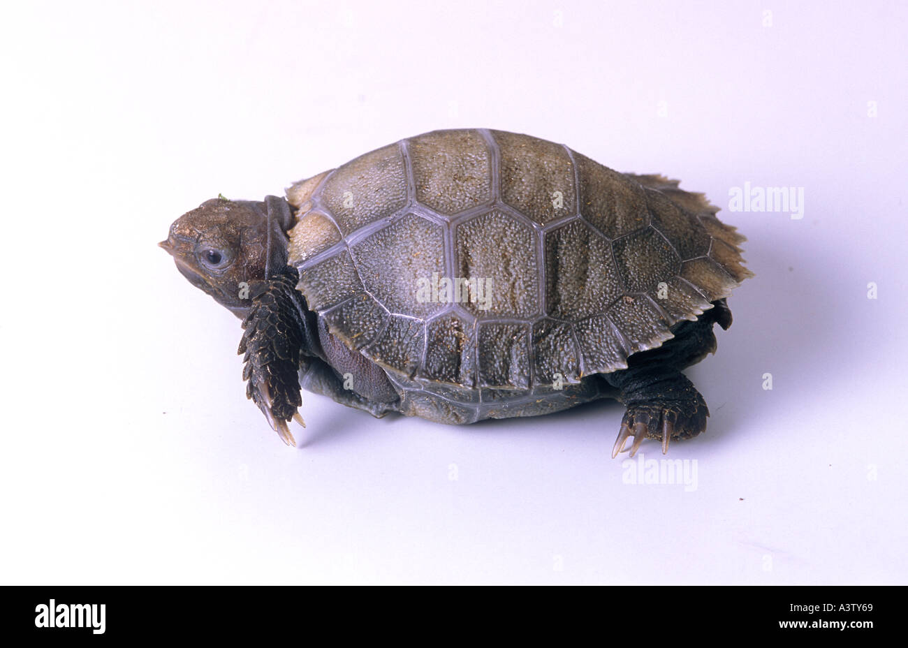 Spur thighed ou tortue sillonnée Geochelone sulcata de Birmanie Banque D'Images