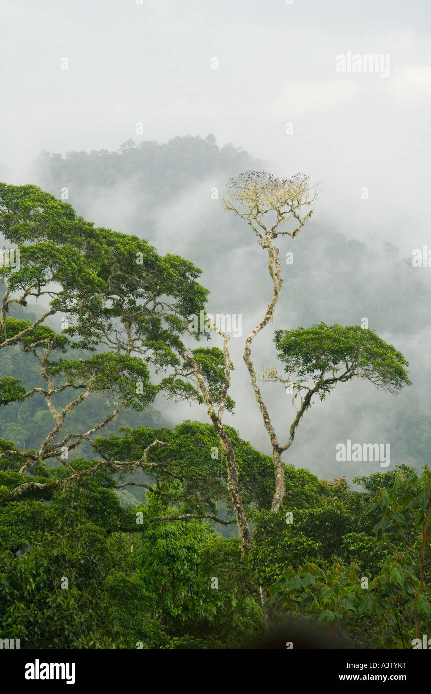 Panama, Parc national du Darien, vue de Darien Désert de Pirre Montagne, ca 5000 pieds Banque D'Images