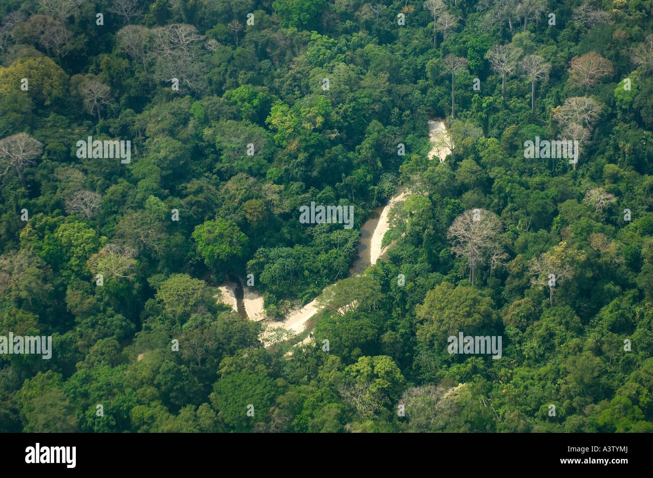 Panama, Parc national du Darien, Antenne de forêt tropicale près de Cana Banque D'Images