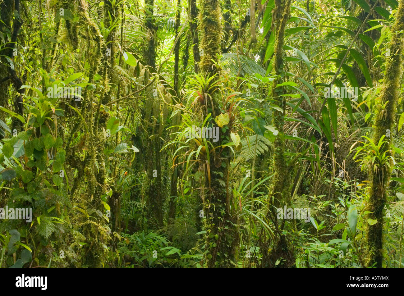 Panama, Parc national du Darien, Cloud Forest ca. 5000 pieds, Pirre Montagne Banque D'Images