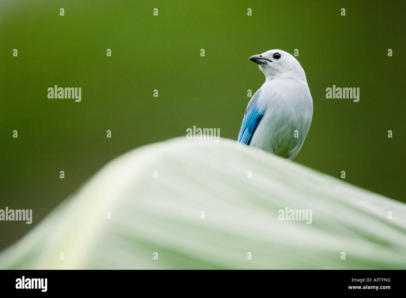 Blue-gray Tanager, (Thraupis episcopus), le parc national de Darién, Panama Banque D'Images