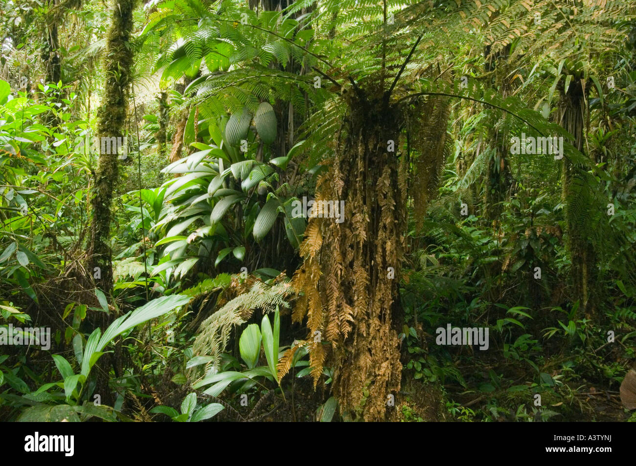 Panama, Parc national du Darien, Cloud Forest ca. 5000 pieds, Pirre Montagne Banque D'Images
