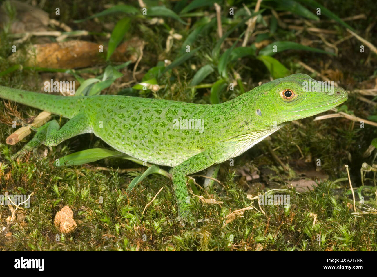 Les espèces sauvages de inconnu anole vert lézard, Pirre Montagne, ca 5000 ft. Le parc national de Darién, Panama Banque D'Images