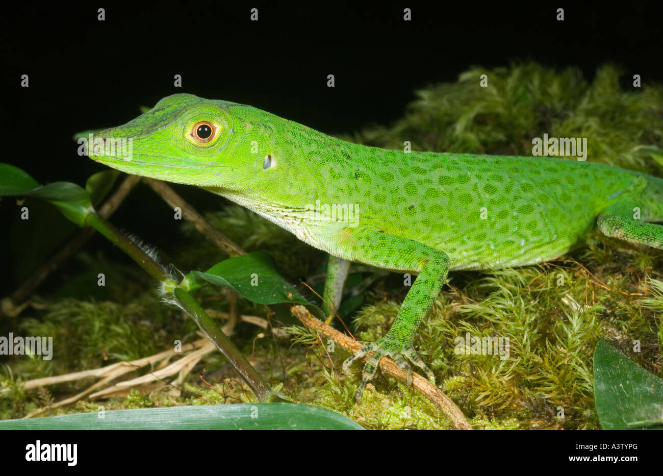 Les espèces sauvages de inconnu anole vert lézard, Pirre Montagne, ca 5000 ft. Le parc national de Darién, Panama Banque D'Images