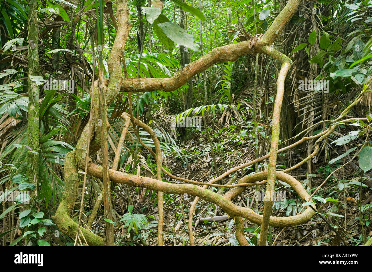 Panama, Parc national du Darien, Cana, lianes nouées dans rainforest, Darien wilderness Banque D'Images
