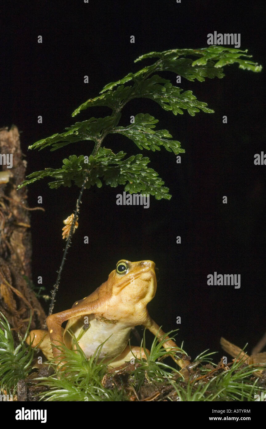 Pirre Mountain Frog (Atelopus glyphus) en voie de disparition, Pirre Montagne, ca 5000 ft. Le parc national de Darién, Panama Banque D'Images