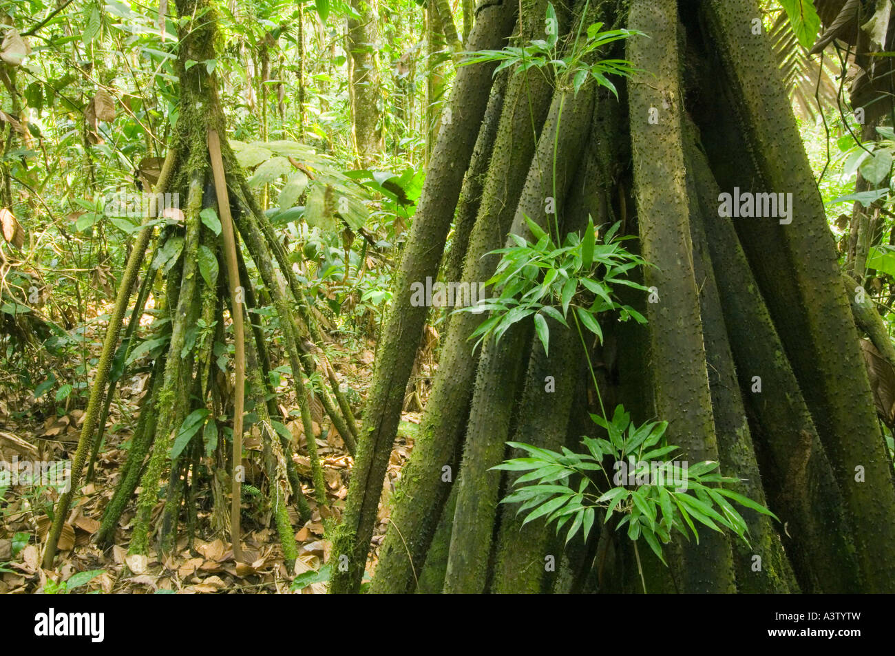 Panama, Parc national du Darien, vigne pousse entre les racines aériennes des palmiers dans la forêt tropicale de plaine Socrates près de Cana Banque D'Images