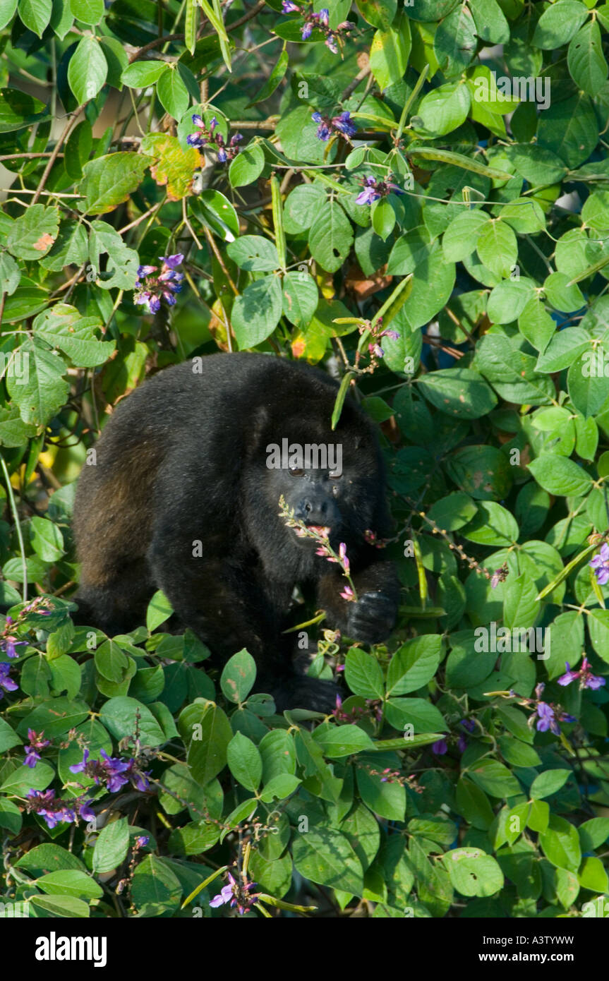 Manteau Singe hurleur (Alouatta palliata) se nourrissant de rainforest vine, Parc National de Soberania, PANAMA Banque D'Images