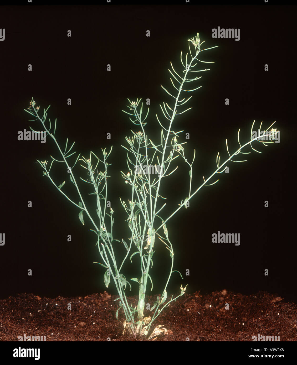 L'arabette de thalius Arabidopsis thaliana et l'ensemencement de floraison Banque D'Images