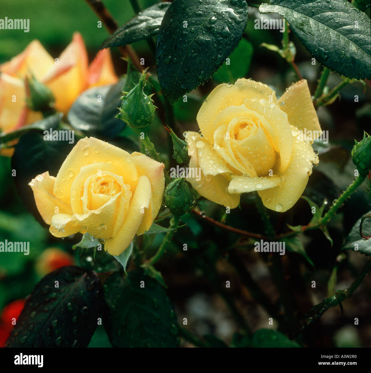 Hybrides de thé jaune rose fleurit sur un buisson après la pluie Banque D'Images