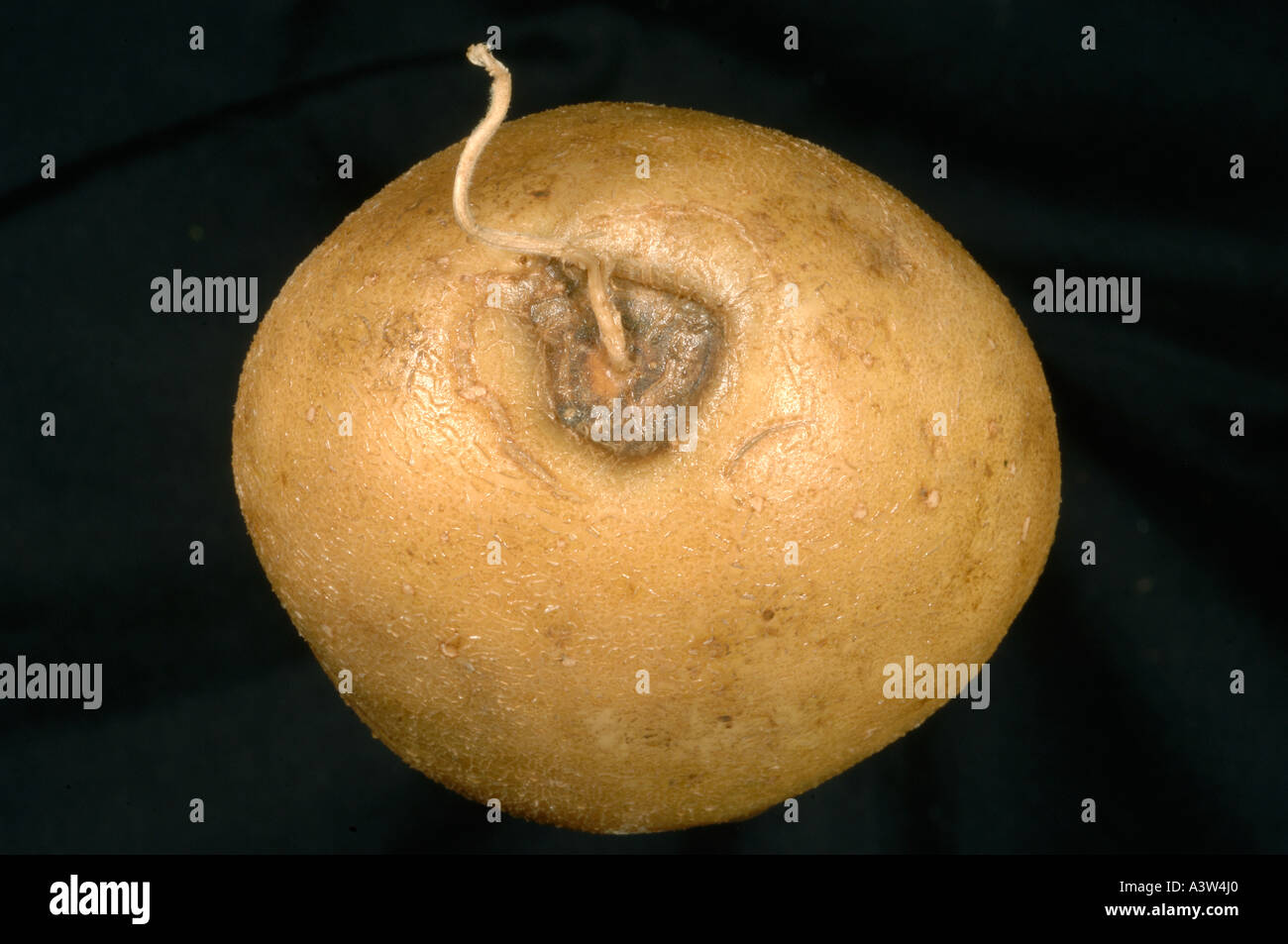 Fin stolon dommages sur la pourriture des tubercules de pommes de terre entières Banque D'Images