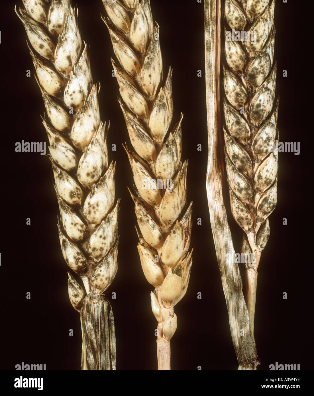 La fumagine moule tête noire Cladosporium ou Alternaria spp sur blé mûr Banque D'Images