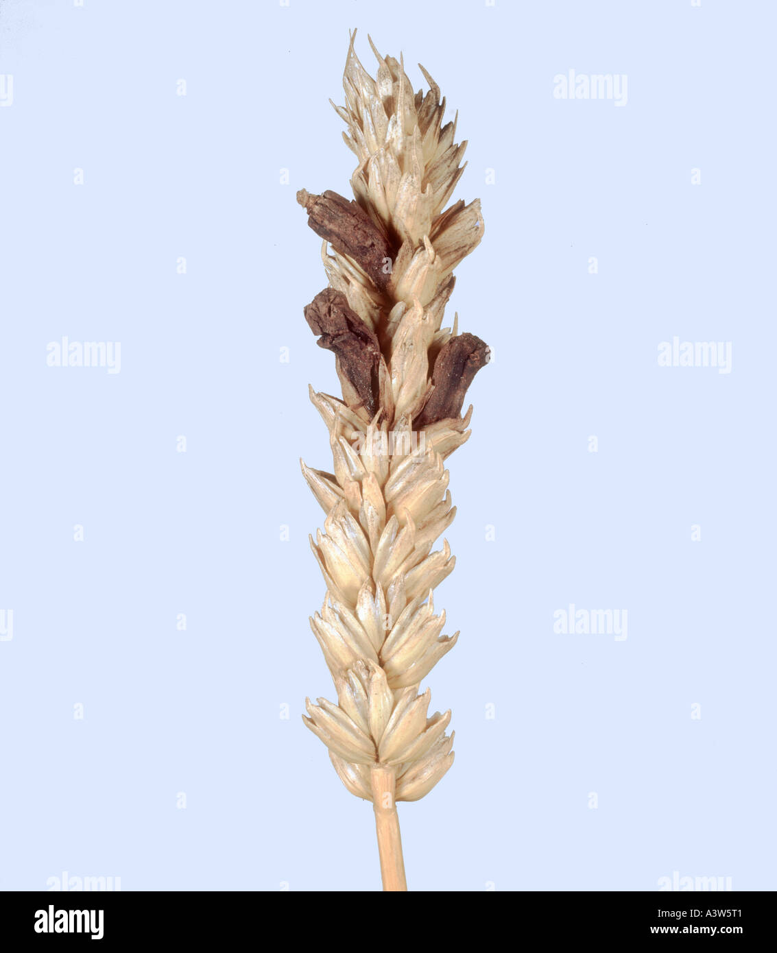 L'Ergot Claviceps purpurea remplacement de grain dans l'oreille de blé mûrs Banque D'Images L'Ergot Claviceps purpurea remplacement de grain dans l'oreille de blé mûrs Banque D'Images