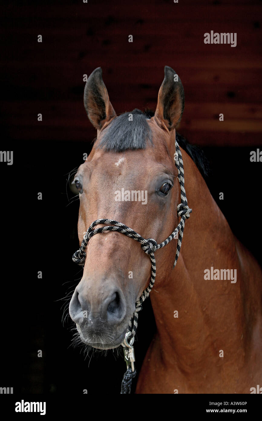 Portrait du cheval pur-sang bay Banque D'Images