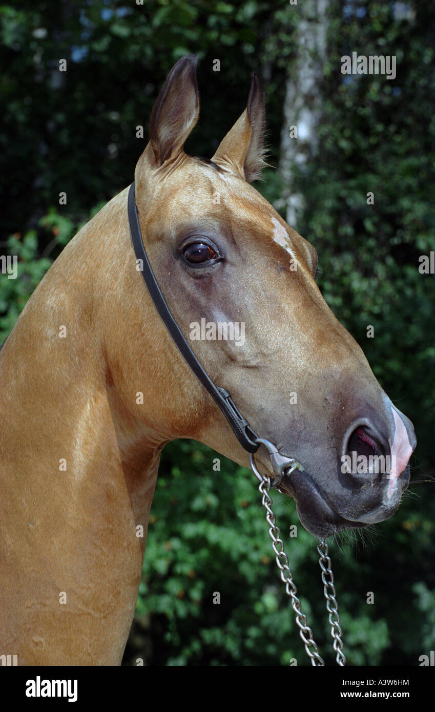 'Akhal-teke gold' horse Banque D'Images