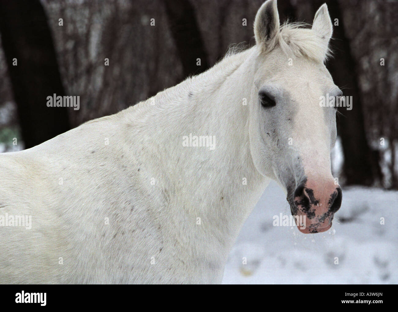 Cheval Blanc sur bleu de la neige dans la soirée Banque D'Images