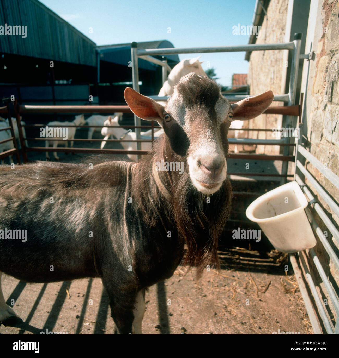 Toggenburg Billy Goat dans la collecte de yard Banque D'Images