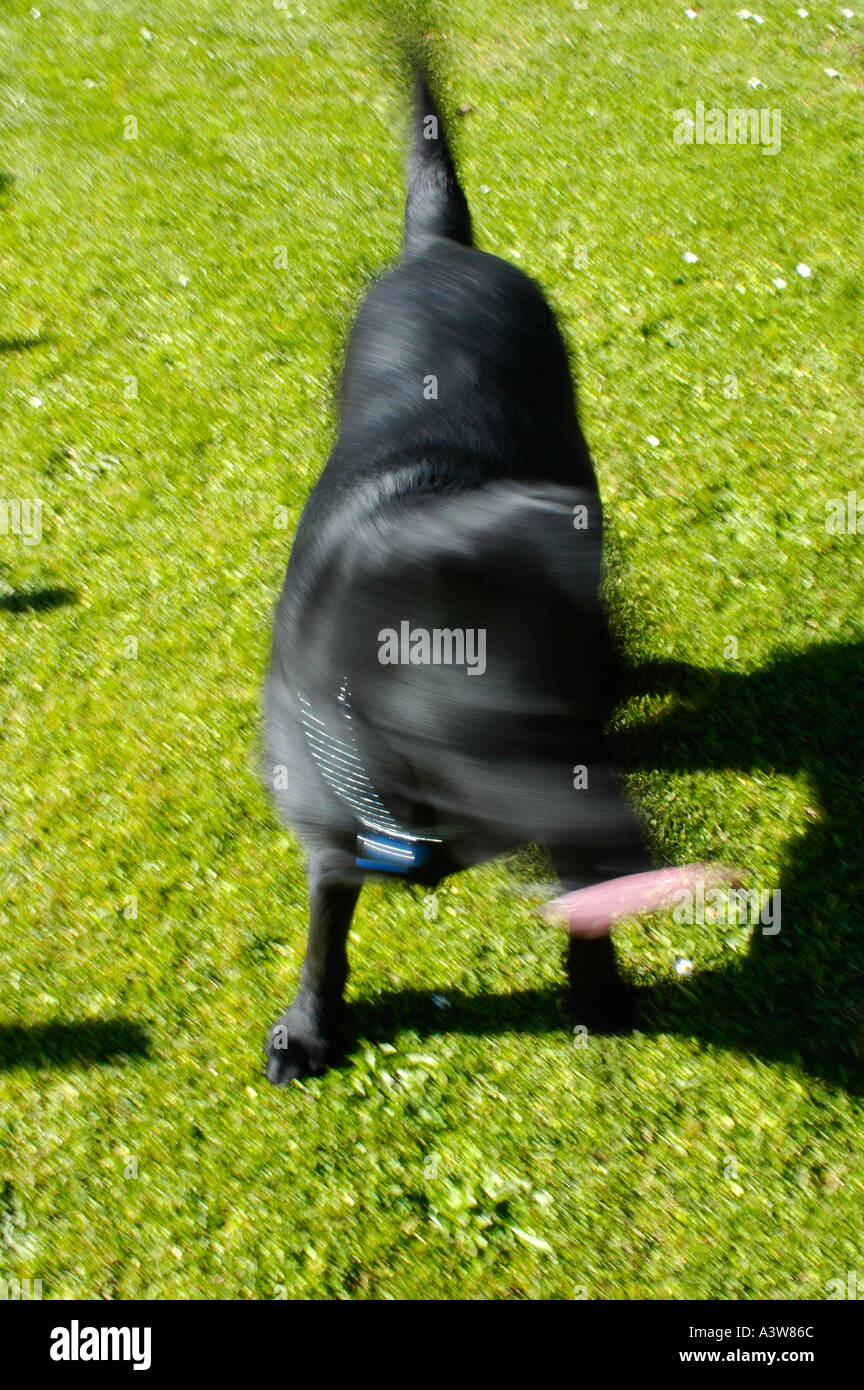 Un Labrador noir lui-même en secouant un flou Banque D'Images