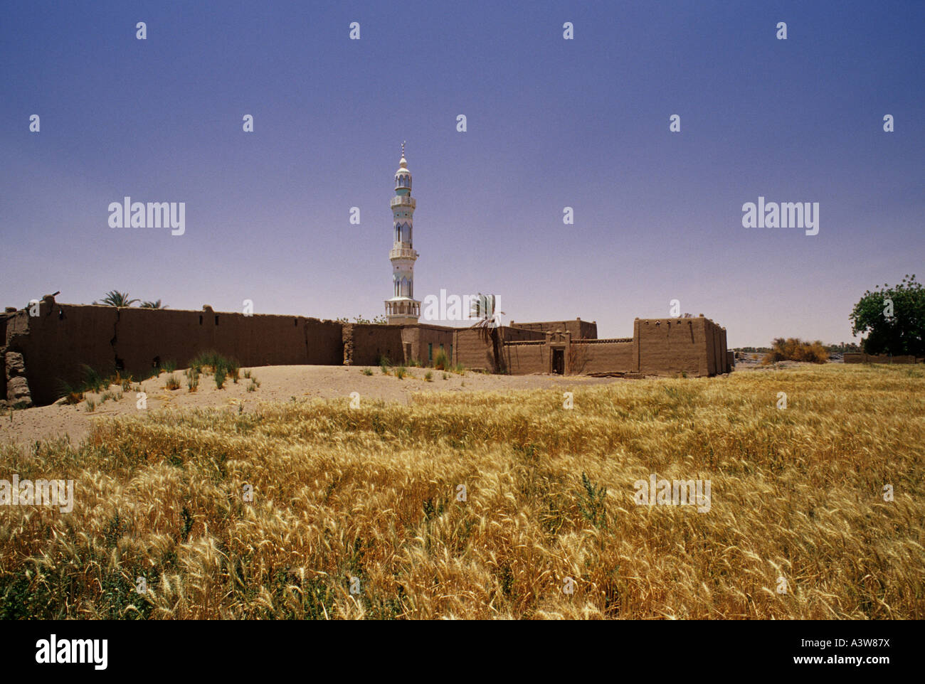 Un champ et la mosquée Soudan Banque D'Images