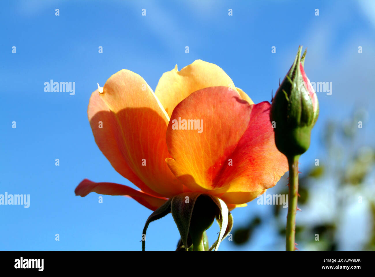 Rose dans les jardins de Regents Park Londres Banque D'Images