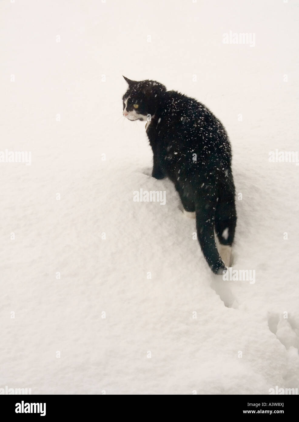Chat noir et blanc dans la neige profonde Wales UK Banque D'Images
