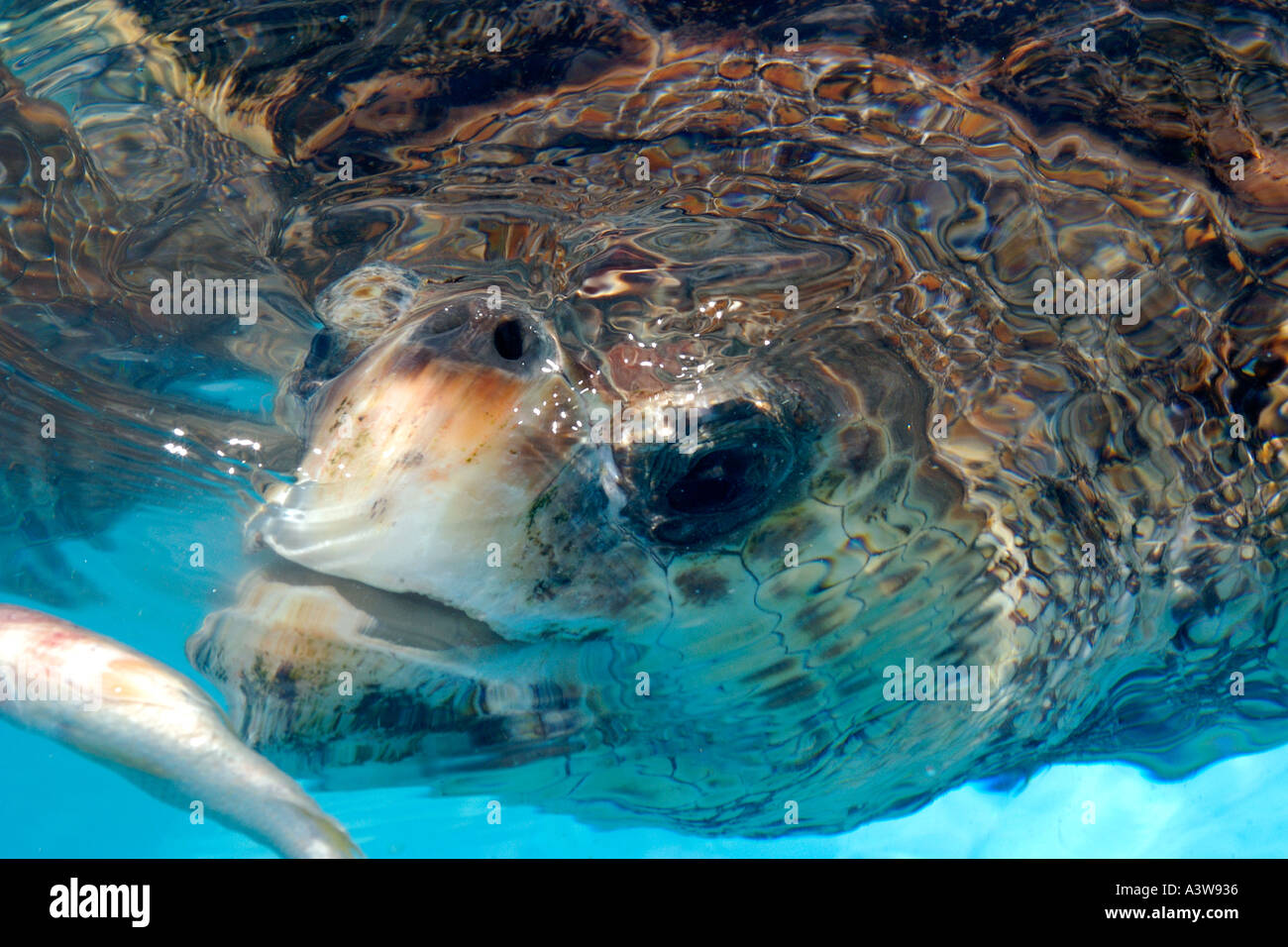 Tortue verte Chelonia mydas Eating fish head détail Centre de protection des tortues de mer TAMAR Regencia Brésil Banque D'Images
