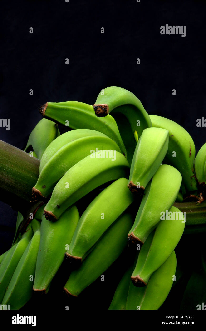 Bananes vertes Banque D'Images