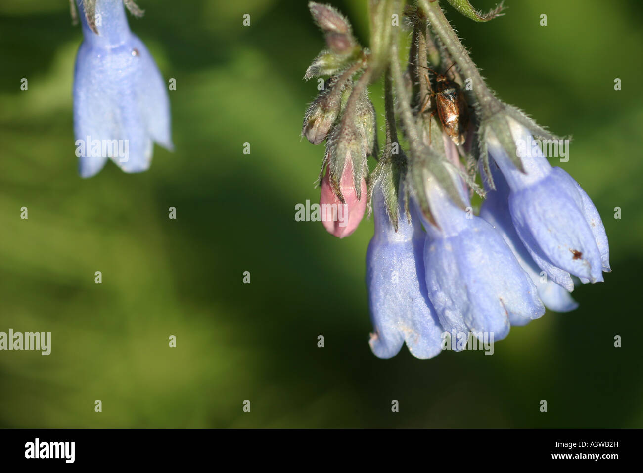 Sonnerie Blue Bells (Mertensia paniculata) fleurs d'Alaska, USA. Banque D'Images