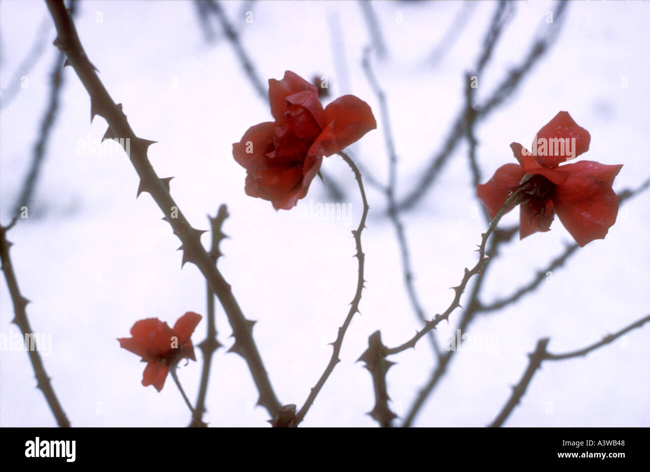 Roses rouges dans la neige Banque D'Images