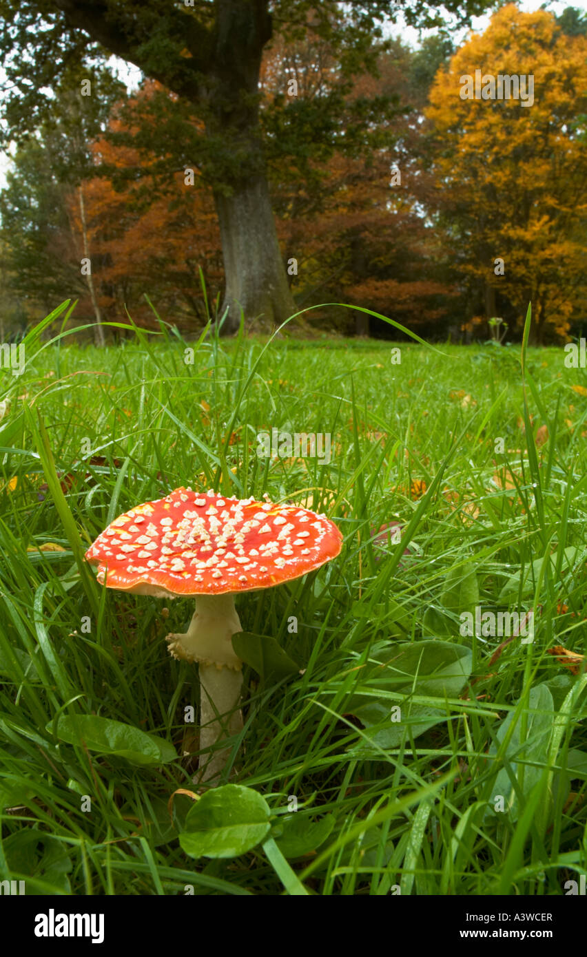 Agaric Fly toadstools en croissant à forestiers Wakehurst Place, près de Ardingly, Sussex Banque D'Images