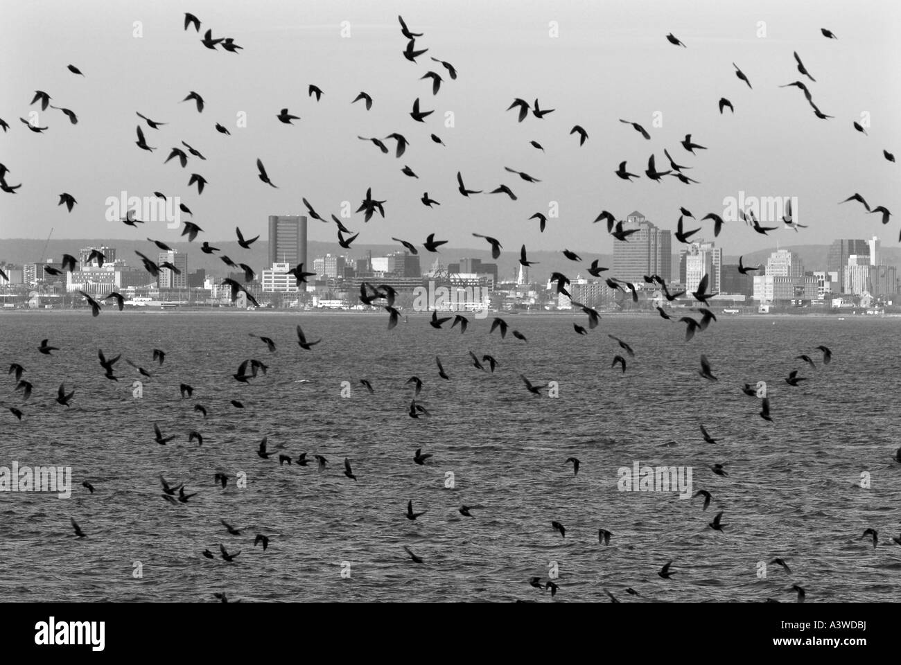 Nuée d'oiseaux voler le long de la rive de l'océan dans la région de New Haven Connecticut en hiver Banque D'Images