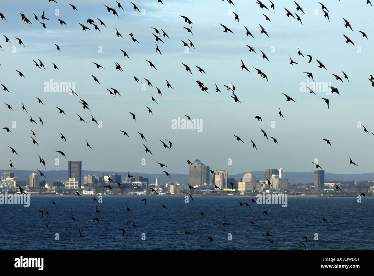 Nuée d'oiseaux voler le long de la rive de l'océan dans la région de New Haven Connecticut en hiver Banque D'Images