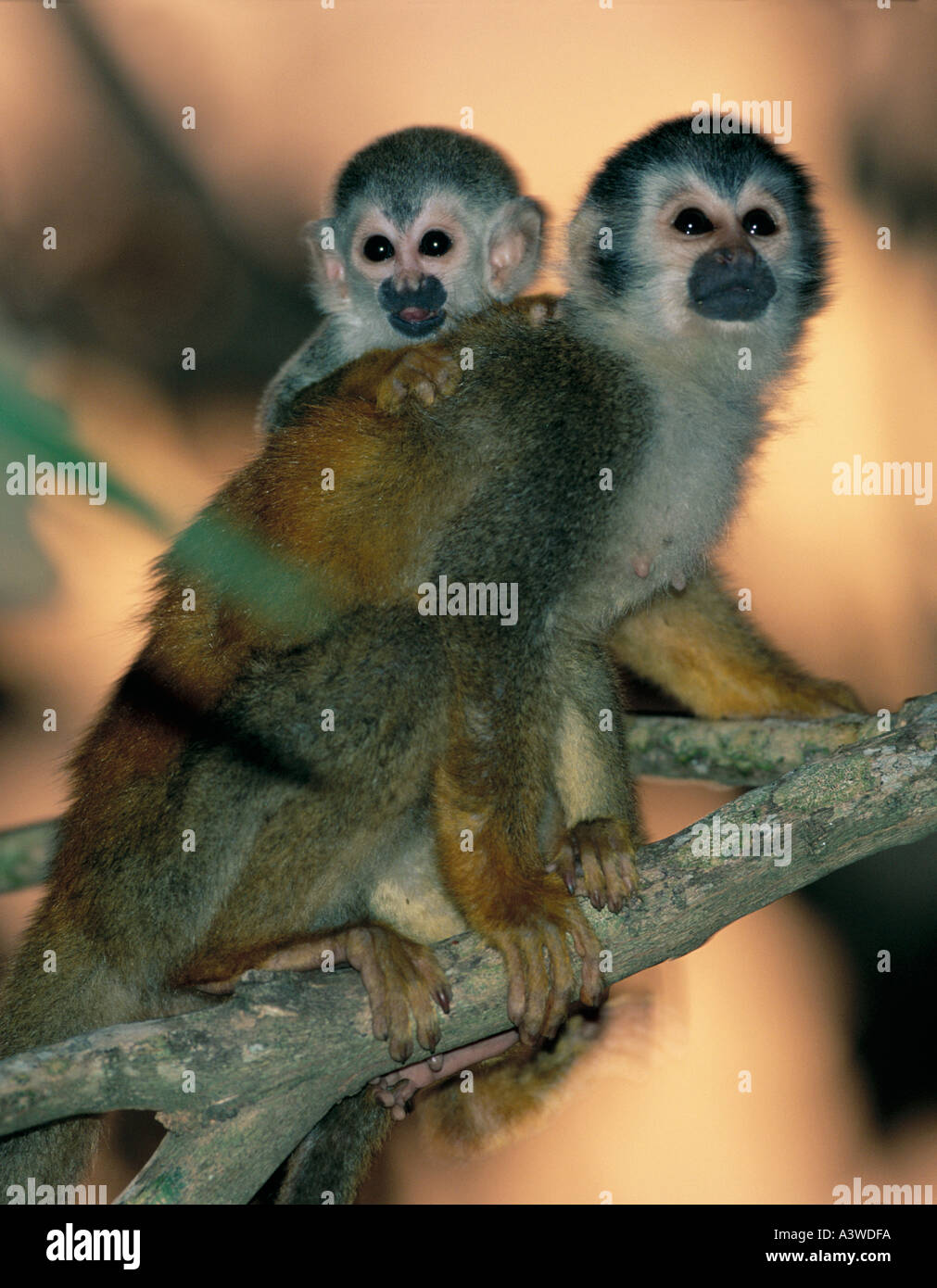 Amérique centrale singe écureuil (Saimiri oerstedii) en voie de disparition, parc national Manuel Antonio Costa Rica Banque D'Images