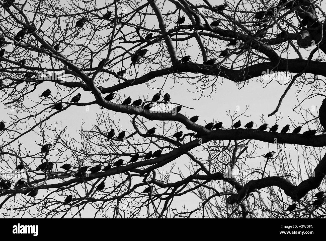 Ligne d'oiseaux les branches d'un arbre en Nouvelle-Angleterre sur leur migration annuelle en Amérique du Sud Banque D'Images