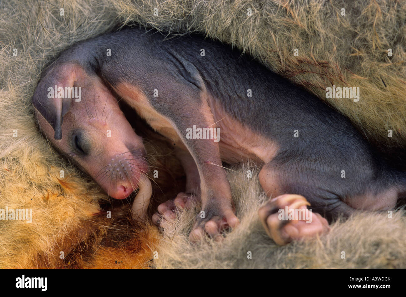 Common Brushtail Possum Trichosurus vulpecula embryon Pochette Nouvelle-zélande Banque D'Images