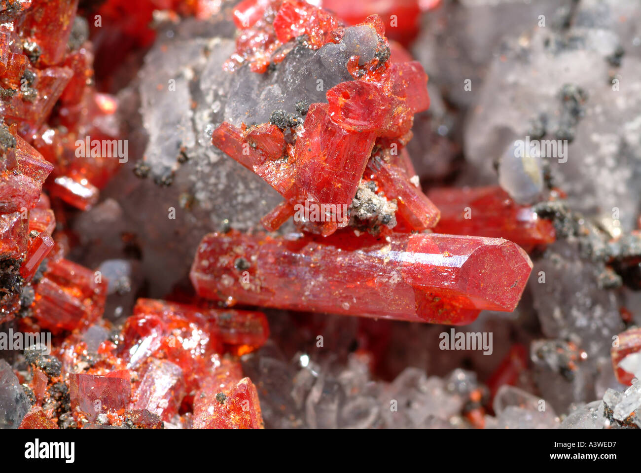 Réalgar minéral, cristaux rouge rubis et quartz pour une matrice de pyrite, Mina Baia Mare, Baia Mare Maramures, Roumanie, Banque D'Images