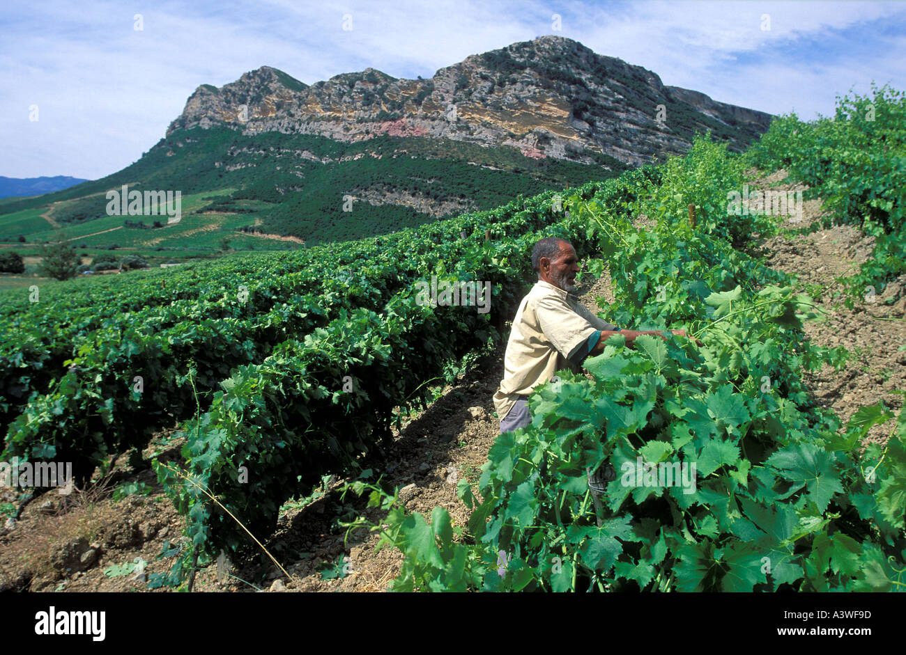 La récolte de raisin homme Patrimonio Cap Corse Corse France Banque D'Images