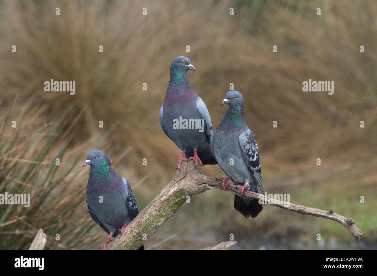 Pigeon : Columba livia Banque D'Images