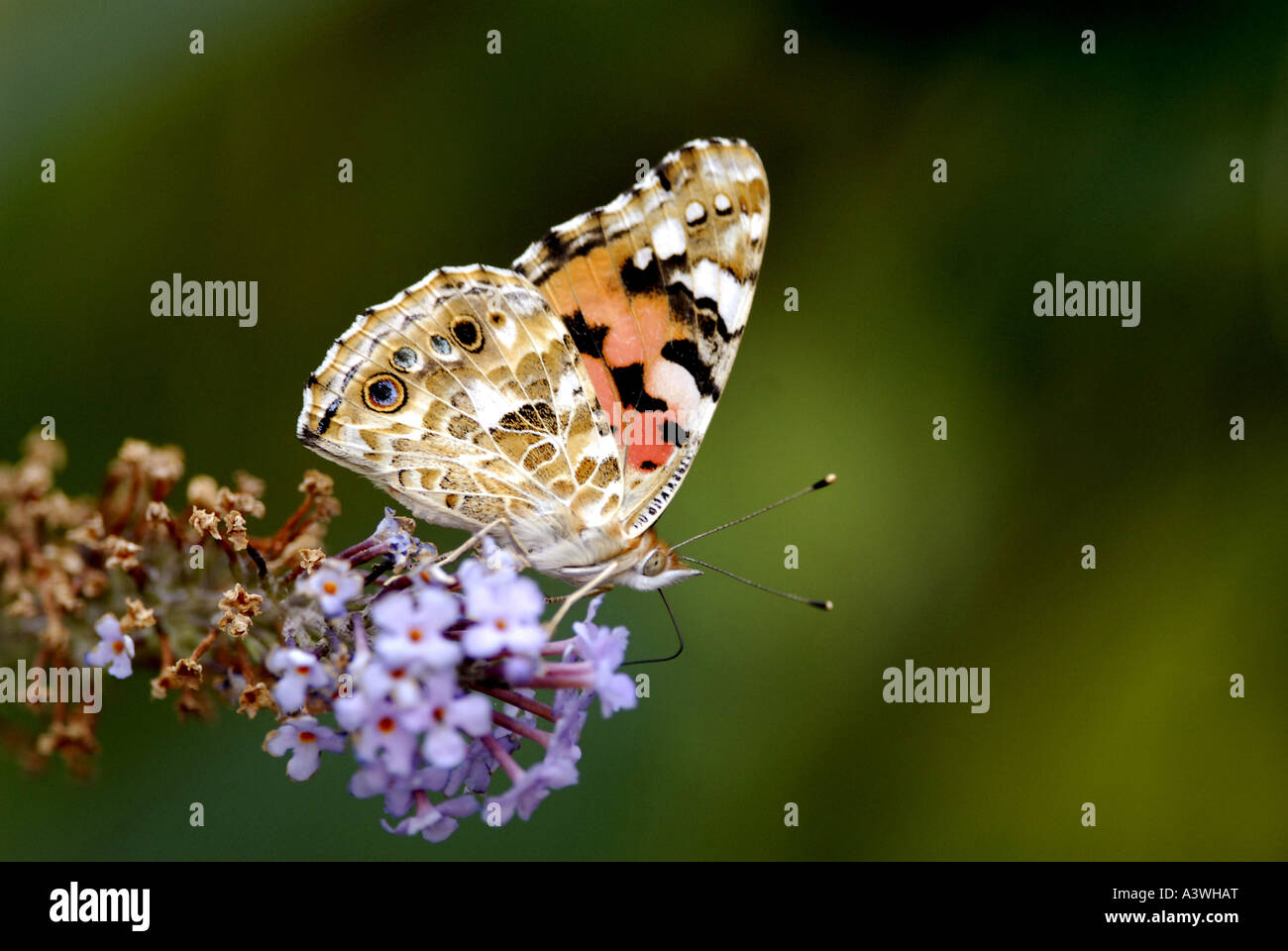 Painted Lady Butterfly nom latin Cynthia (Vanessa cardui) Banque D'Images