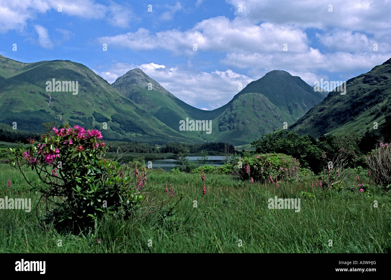 Vue vers Lochan Urr dans Glen Etive Ecosse Highland Buachaille Etive Beag avec & Buachaille Etive Mor derrière & Rhododendrons Banque D'Images