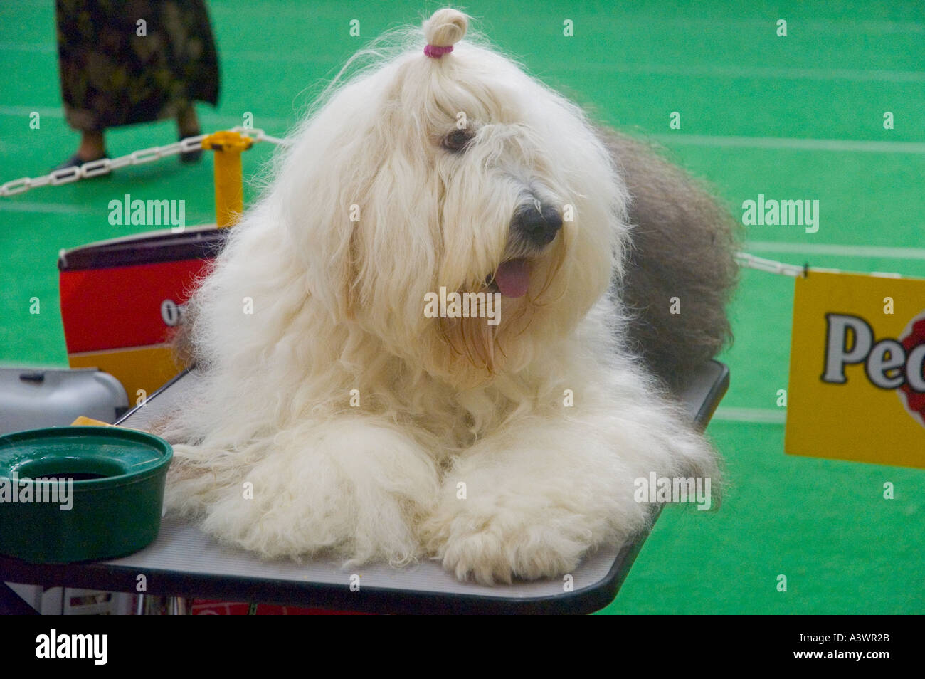 Un Chien De Berger Anglais Prend Une Pause Lors De L